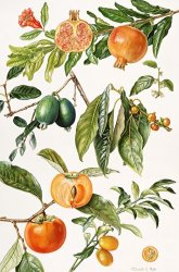 Elizabeth Rice Pomegranate and other fruit