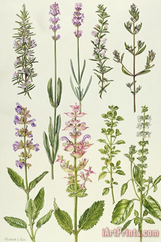 Rosemary and other herbs painting - Elizabeth Rice Rosemary and other herbs Art Print