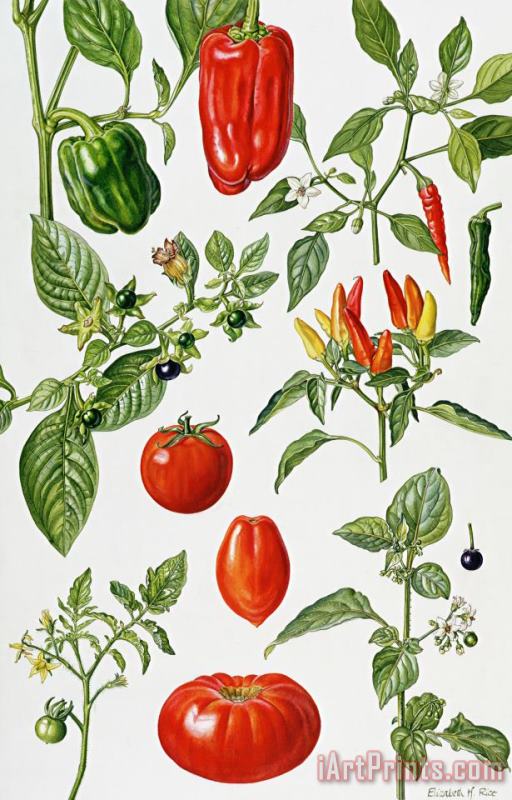 Elizabeth Rice Tomatoes and related vegetables Art Print