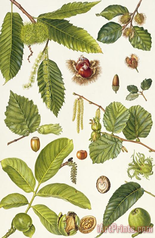 Elizabeth Rice Walnut and other nut-bearing trees Art Print