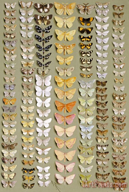 Ellis Rowan One Hundred And Fifty Eight Moths Art Painting