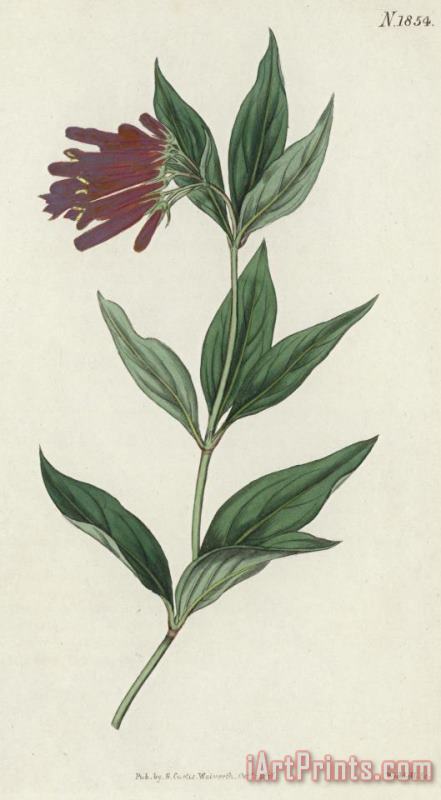 English School Botanical Engraving Art Print
