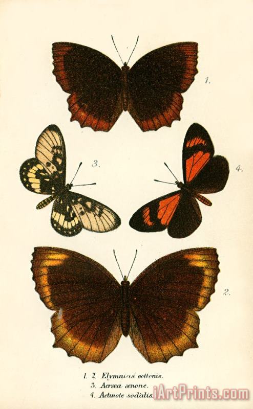 Butterflies painting - English School Butterflies Art Print