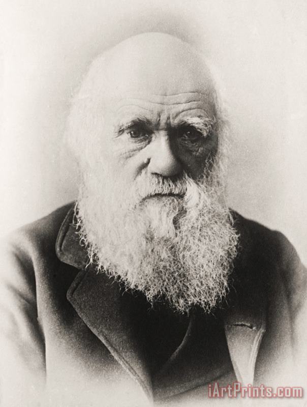 English School Charles Darwin Art Painting