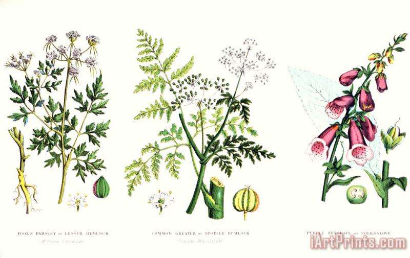 English School Common Poisonous Plants Art Print