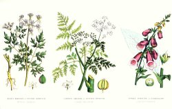 English School Common Poisonous Plants painting
