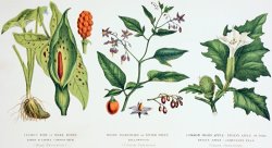 English School Common Poisonous Plants painting