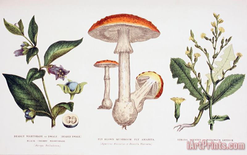 Common Poisonous Plants painting - English School Common Poisonous Plants Art Print