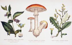 English School Common Poisonous Plants painting