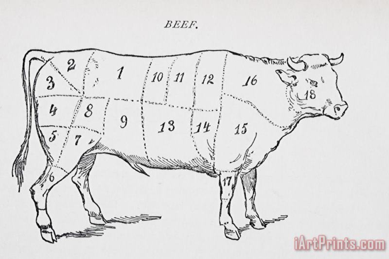English School Drawing Of A Bullock Marked To Show Eighteen Different Cuts Of Meat Art Painting