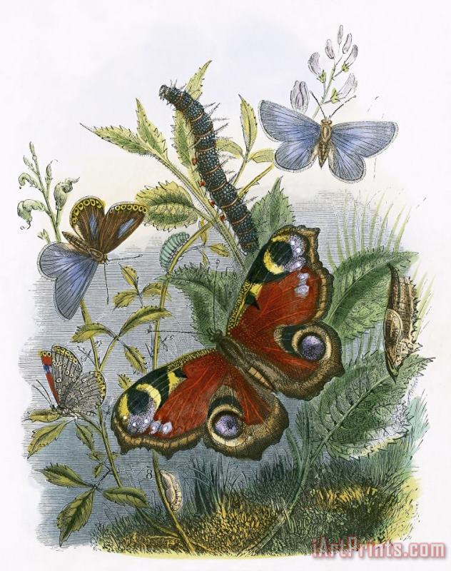 English School The Butterfly Vivarium Art Print