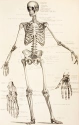 English School The Human Skeleton painting