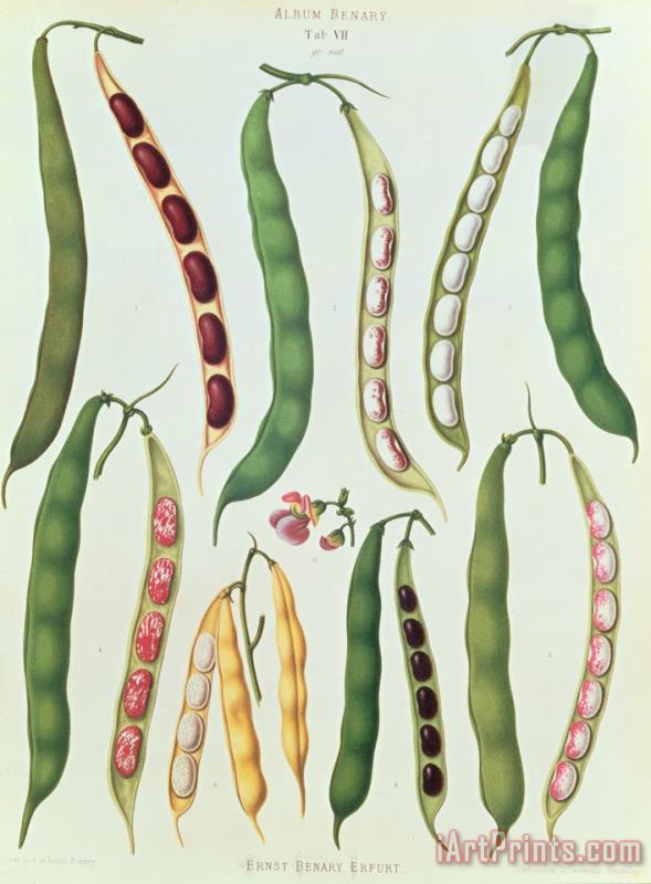 Beans painting - Ernst Benay Beans Art Print