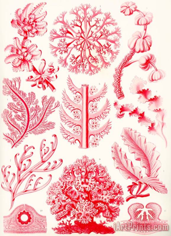 Ernst Haeckel Examples Of Florideae From Kunstformen Der Natur Art Print