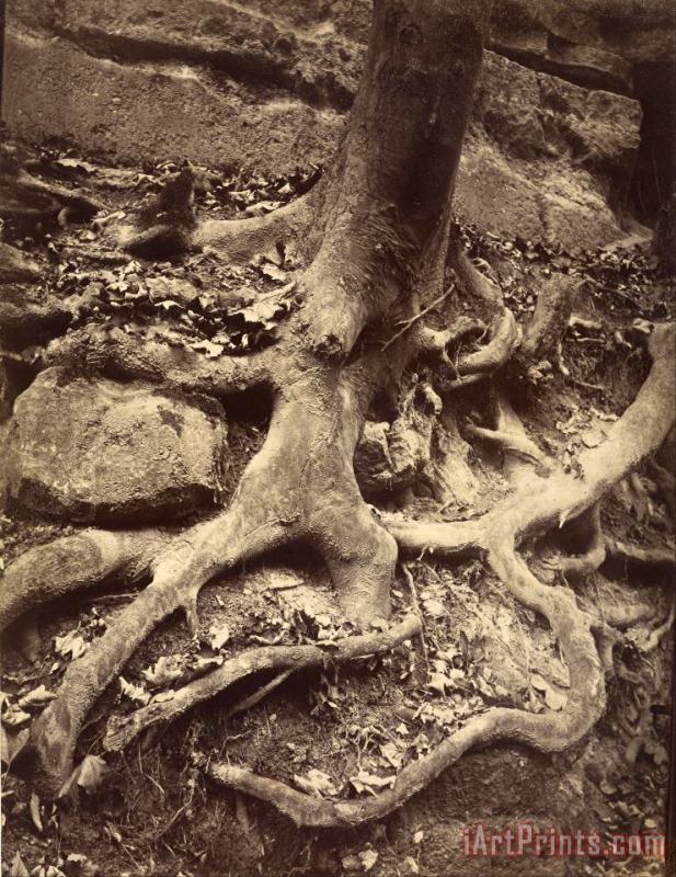 Eugene Atget Tree Roots, Saint Cloud Art Painting