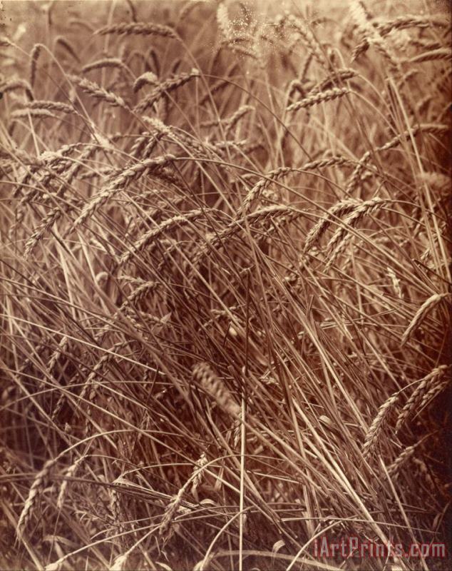 Wheat painting - Eugene Atget Wheat Art Print