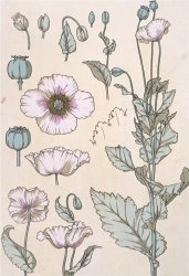 Eugene Grasset Botanical Diagram of a Poppy painting
