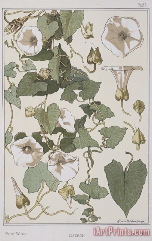 Eugene Grasset Botanical Diagram of Bind Weed Art Print
