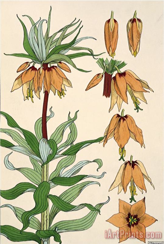 Botanical Diagram of Crown Imperial painting - Eugene Grasset Botanical Diagram of Crown Imperial Art Print