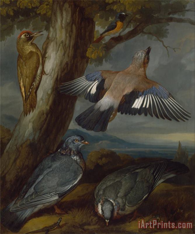 Francis Barlow Jay, Green Woodpecker, Pigeons, And Redstart Art Painting