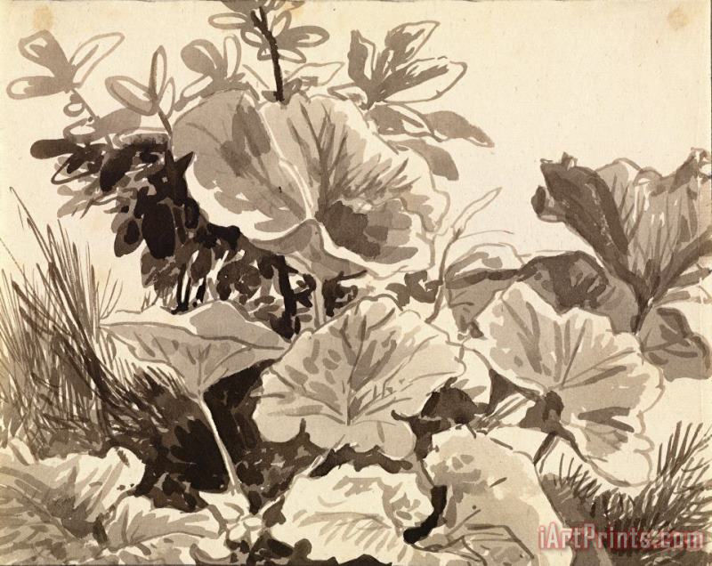 Study of Coltsfoot Leaves painting - Franz Innocenz Kobell Study of Coltsfoot Leaves Art Print