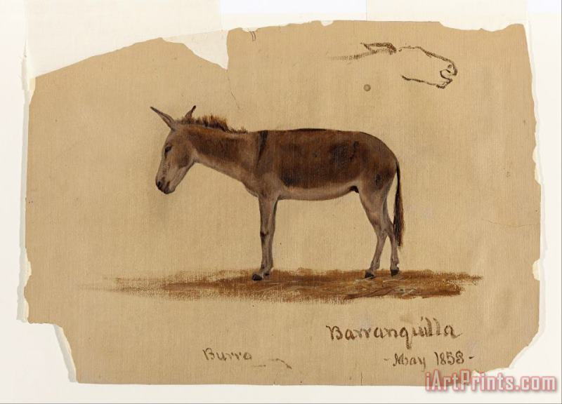 A Donkey, Baranquilla, Columbia painting - Frederic Edwin Church A Donkey, Baranquilla, Columbia Art Print
