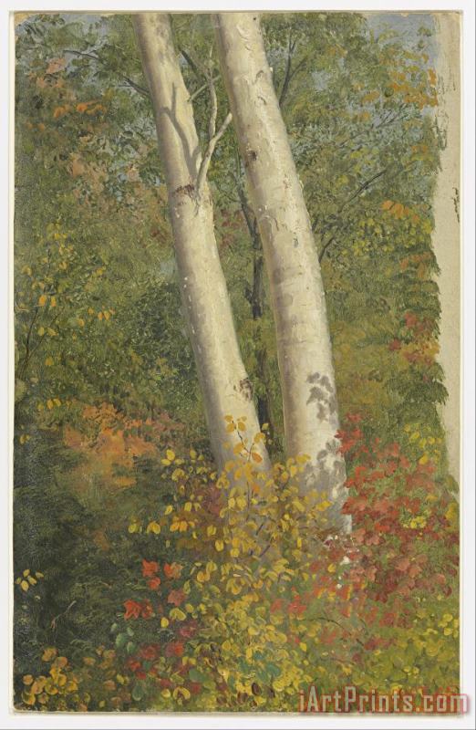 Frederic Edwin Church Birch Trees in Autumn Art Painting