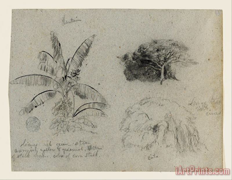 Frederic Edwin Church Botanical Sketches, South America Art Painting