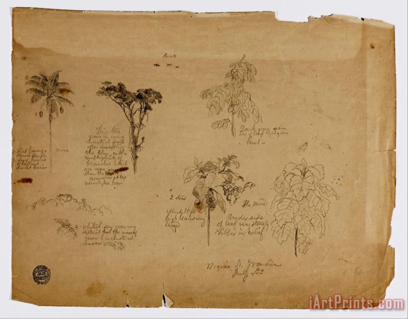 Frederic Edwin Church Drawing. Botanical Sketches From Colombia. Art Painting