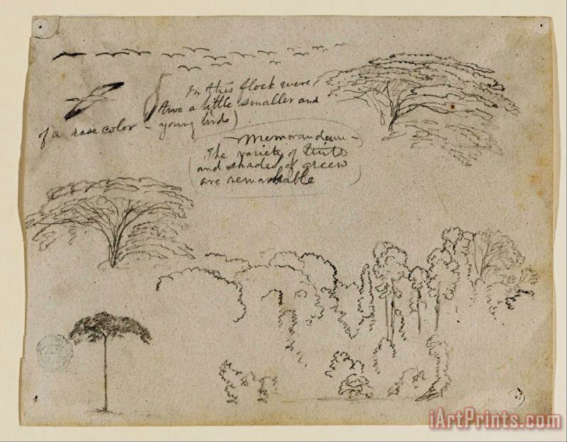 Frederic Edwin Church Sketches From South America, Probably From Colombia. Birds, Trees. As in 134. Art Painting