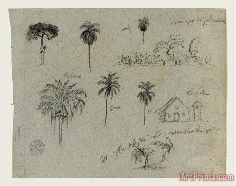 Sketches From The Rio Magdalena, Colombia. Botanical Sketches. a Church. Similar to 103. painting - Frederic Edwin Church Sketches From The Rio Magdalena, Colombia. Botanical Sketches. a Church. Similar to 103. Art Print
