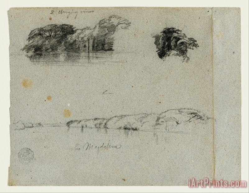 Sketches of Trees, Vines And a Bank of The Rio Magdalena, Columbia painting - Frederic Edwin Church Sketches of Trees, Vines And a Bank of The Rio Magdalena, Columbia Art Print