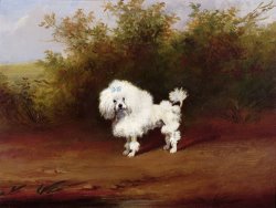 Frederick French A Toy Poodle in a Landscape