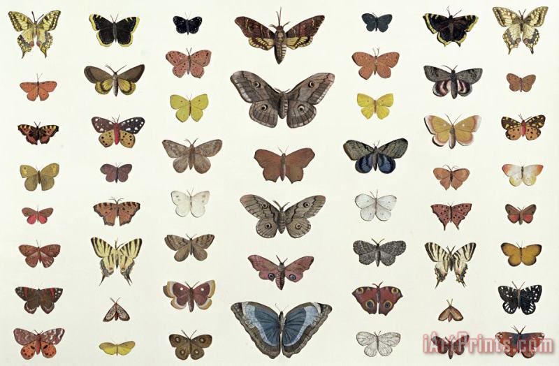 A Collage Of Butterflies And Moths painting - French School A Collage Of Butterflies And Moths Art Print