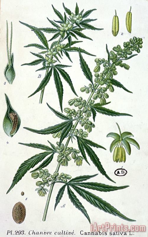 Cannabis painting - French School Cannabis Art Print