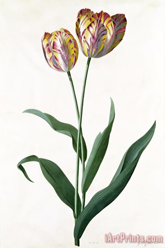 Georg Dionysius Ehret 5 Tulip Tulip Art Print