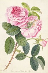 Georg Dionysius Ehret Common Provence Rose painting