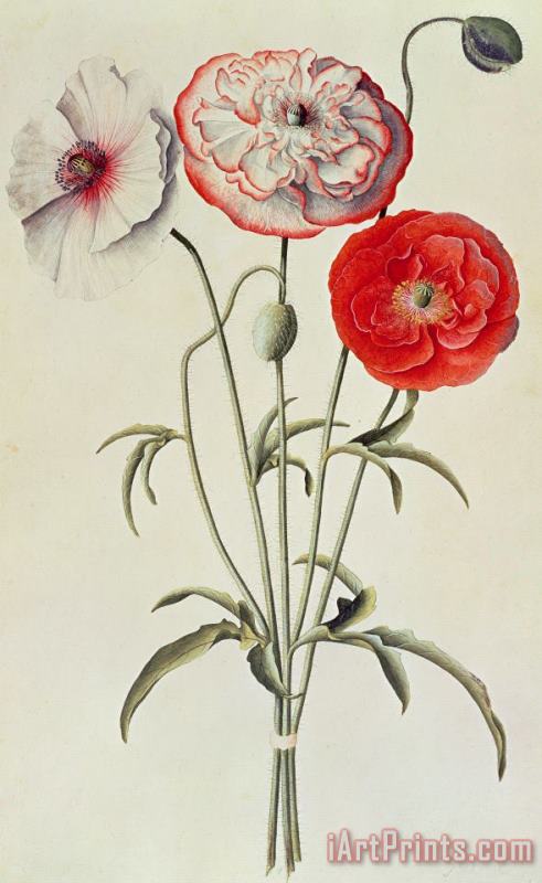 Georg Dionysius Ehret Poppies Corn Art Print