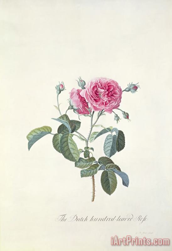 Georg Dionysius Ehret Rose Dutch hundred leaved Rose Art Painting