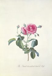 Georg Dionysius Ehret Rose Dutch hundred leaved Rose painting