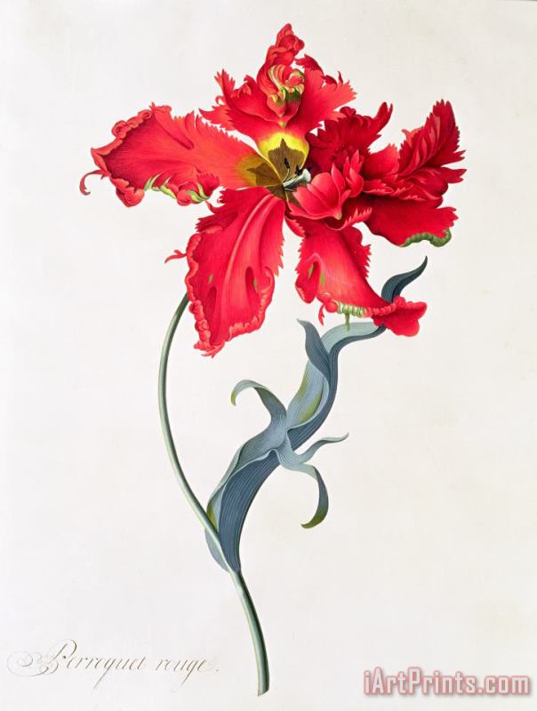 Georg Dionysius Ehret Tulip Perroquet Rouge Art Painting