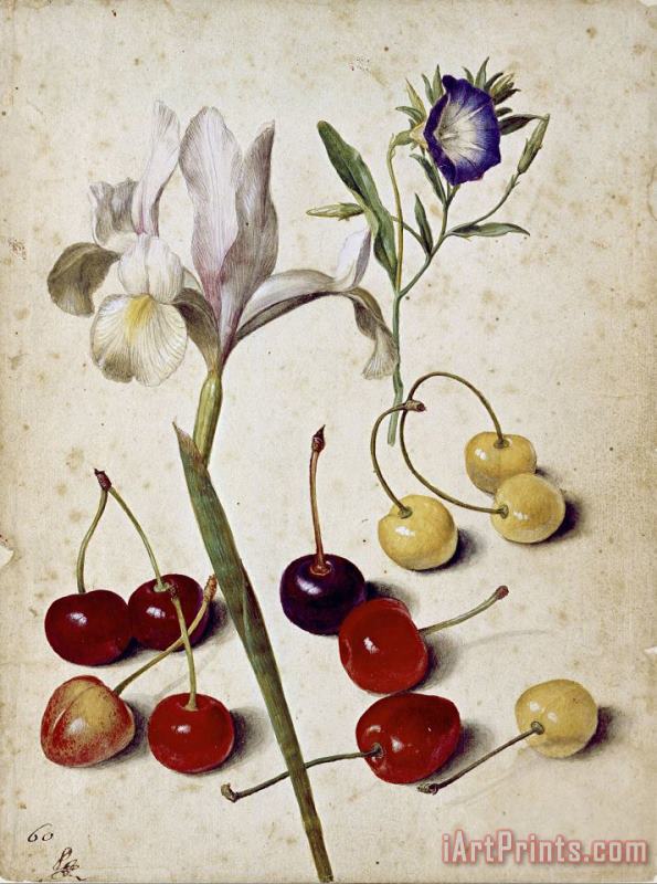Spanish Iris, Morning Glory, And Cherries painting - Georg Flegel Spanish Iris, Morning Glory, And Cherries Art Print