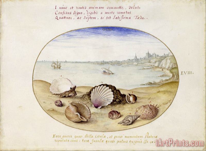 Georg Hoefnagel Seashells And View of Cadiz Art Painting