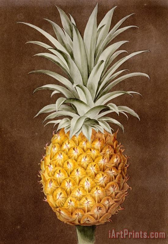Pineapple painting - George Brookshaw Pineapple Art Print