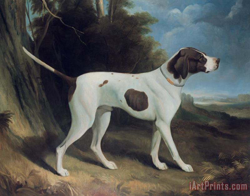 Portrait of a liver and white pointer painting - George Garrard Portrait of a liver and white pointer Art Print