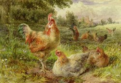 George Hickin Cochin China Fowls