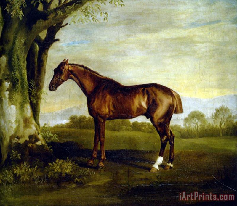 A Chestnut Racehorse painting - George Stubbs A Chestnut Racehorse Art Print