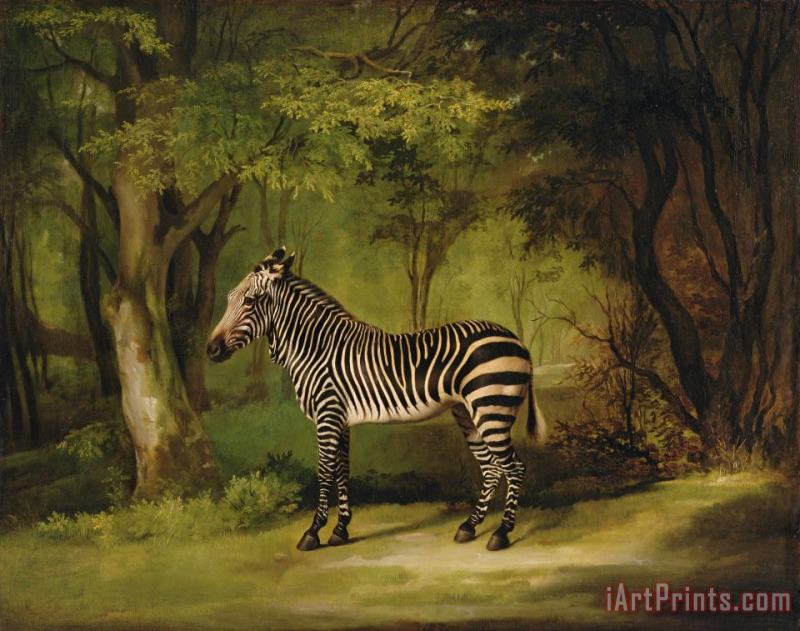 George Stubbs A Zebra Art Painting