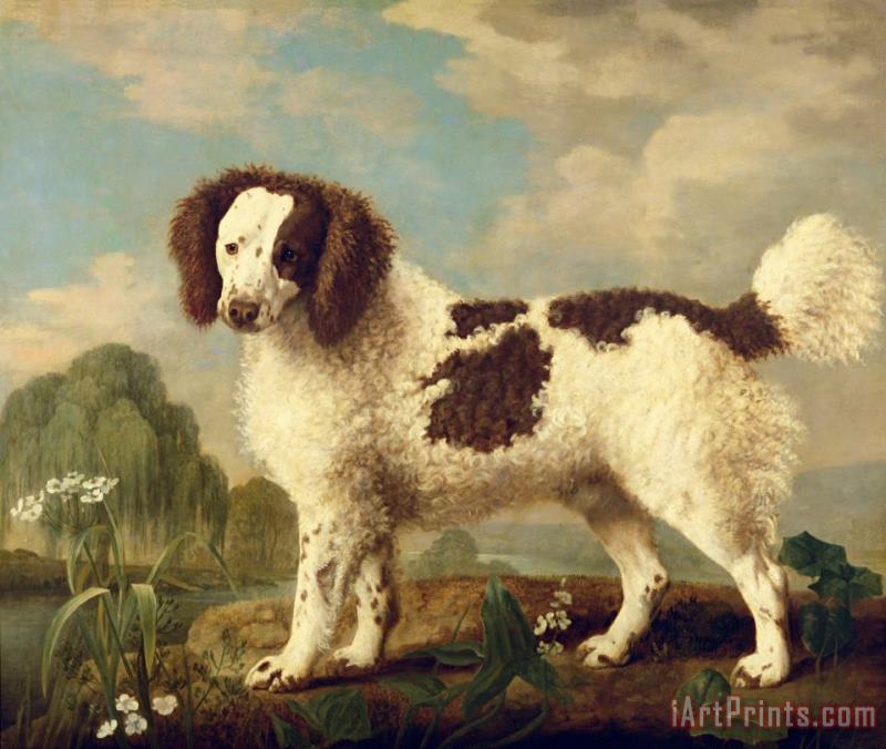 George Stubbs  Brown and White Norfolk or Water Spaniel Art Painting