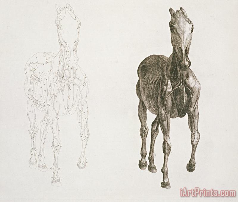 George Stubbs Tab Viii From The Anatomy Of The Horse Art Painting